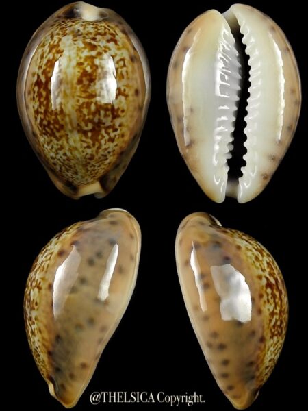 Pseudozonaria robertsi 24,7 mm Gem-0