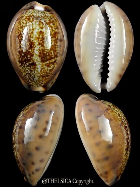 Pseudozonaria robertsi 25,6 mm Gem-0