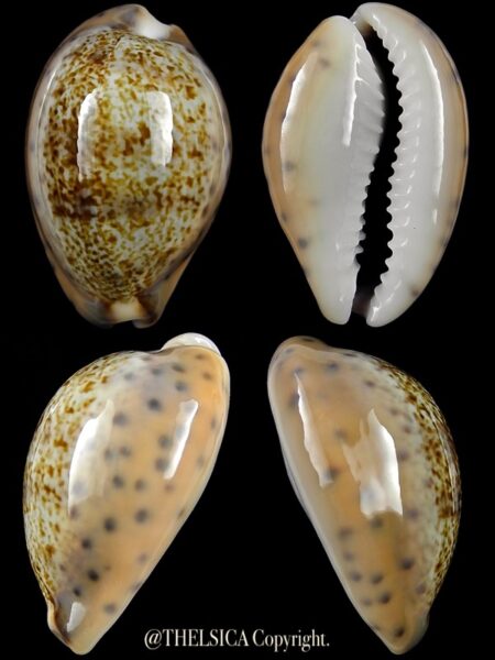 Pseudozonaria robertsi 26,5 mm Gem-0