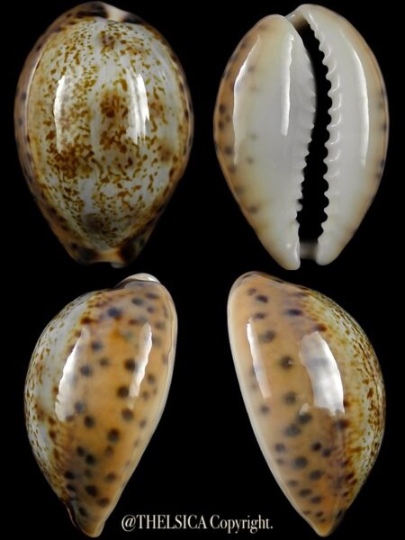 Pseudozonaria robertsi 28,2 mm Gem-0