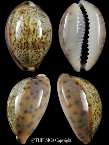 Pseudozonaria robertsi 29,7 mm Gem-0