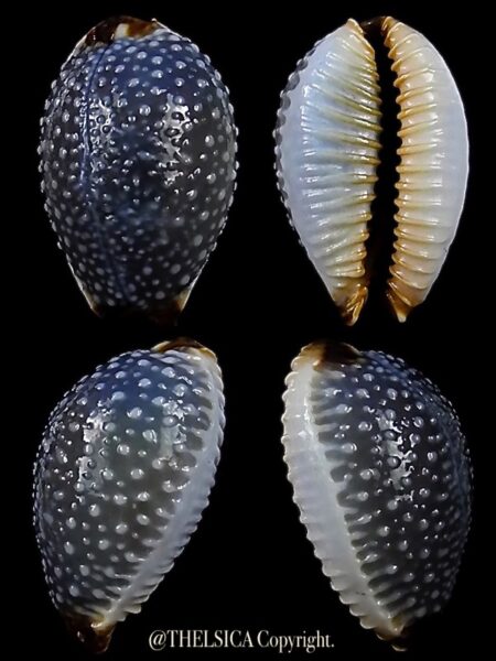 Staphylaea staphylaea consobrina 17,7 mm Gem-0