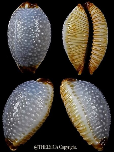 Staphylaea staphylaea consobrina 18,5 mm Gem-0