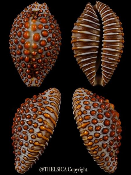 Jeneria pustulata 25,3 mm Gem-0
