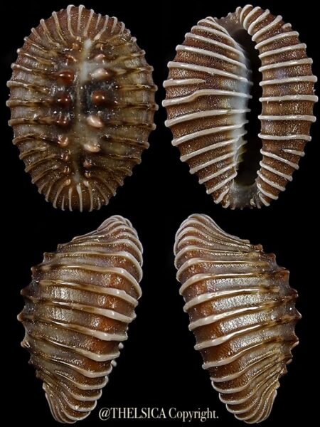 Pusula costispunctata 18,5 mm Gem-0