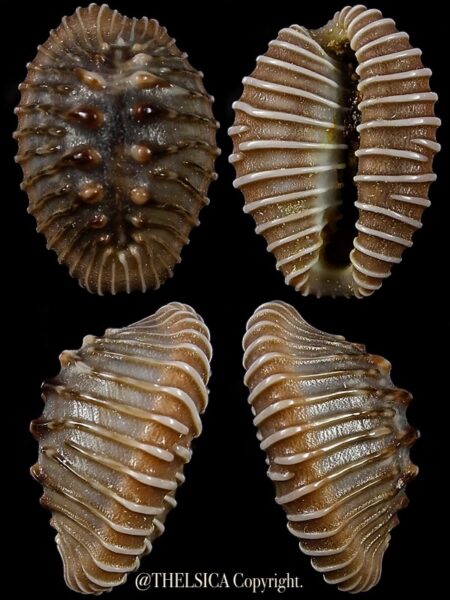 Trivia costispunctata 19,2 mm Gem-0