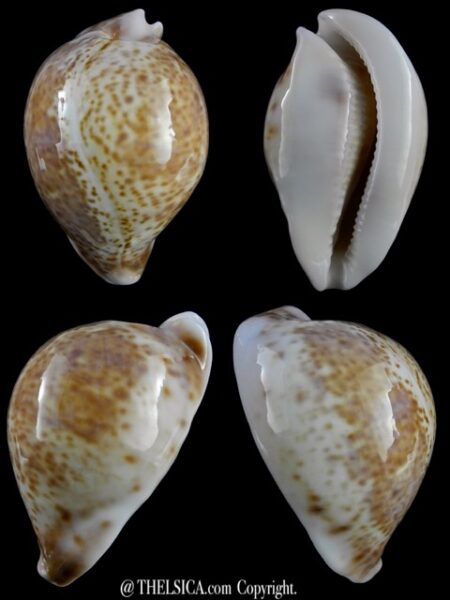 Umbilia armeniaca andreyi 70 mm Gem-0