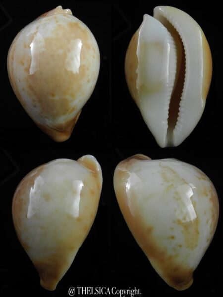 Umbilia armeniaca andreyi 73,4 mm Gem-0