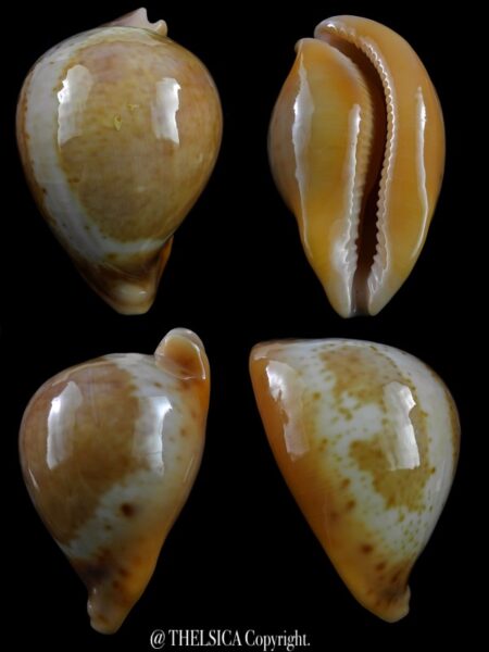 Umbilia armeniaca andreyi 84,3 mm F+++/Gem-0