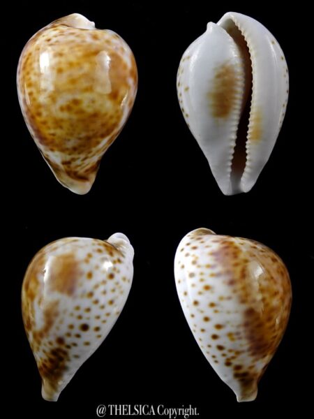 Umbilia hesitata suprastrata 68,2 mm Gem 31 grms-0