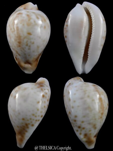 Unbilia hesitata suprastrata 80,4 mm Gem 77 grms-0