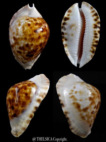 Zoila marginata consueta .. Coloured....58,2 mm Gem-0