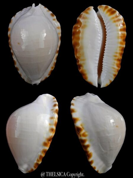 Zoila marginata ketyana mitralba 48,1 mm F+++-0