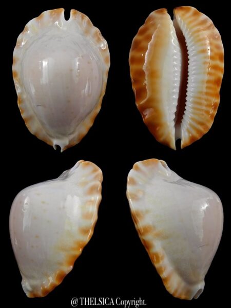 Zoila marginata ketyana hypermarginata 49,9 mm F+++-0