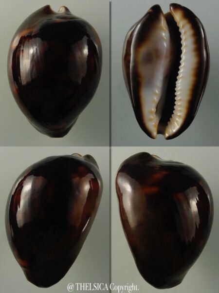 Zoila venusta episema sorrentensis ...Black... 54,5 mm Gem (-)-0
