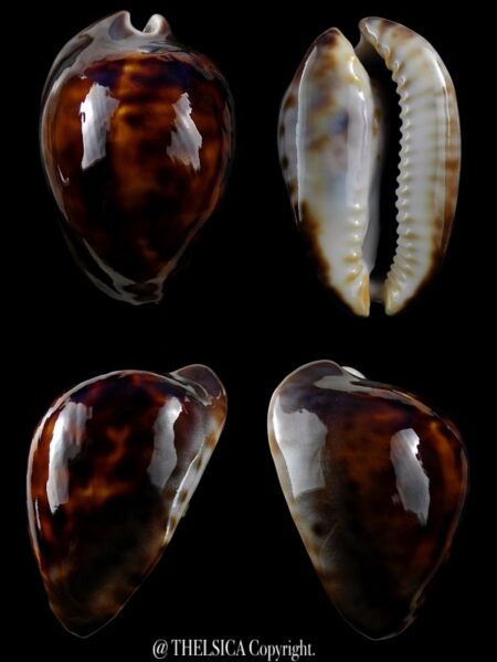 Zoila venusta sorrentensis 41 mm Gem-0