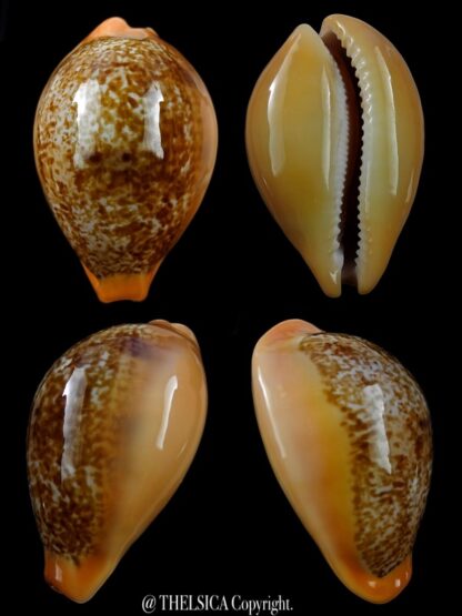Austrasiatica langfordi "poppeorum" 54,5 mm Gem-0