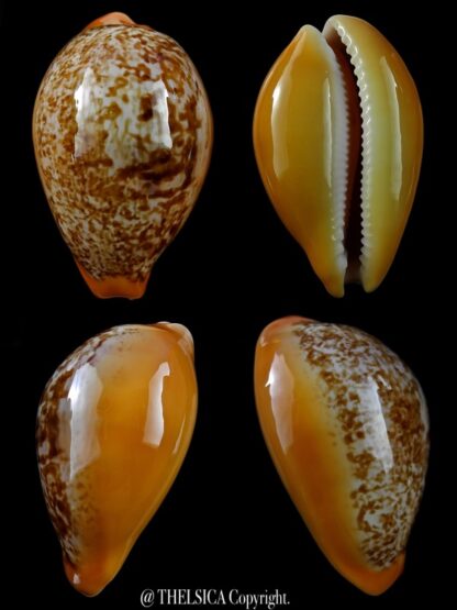 Austrasiatica langfordi "poppeorum" ... Big ... 61 mm Gem-0