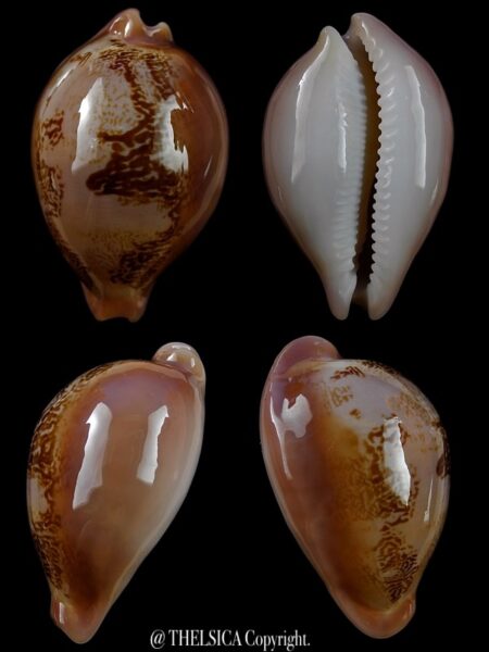 Austrasiatica sakuraii ..Exceptional colour .. 41 mm Gem-0