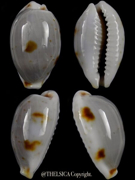 Bistolida brevidentata deceptor 21,3 mm Gem-0