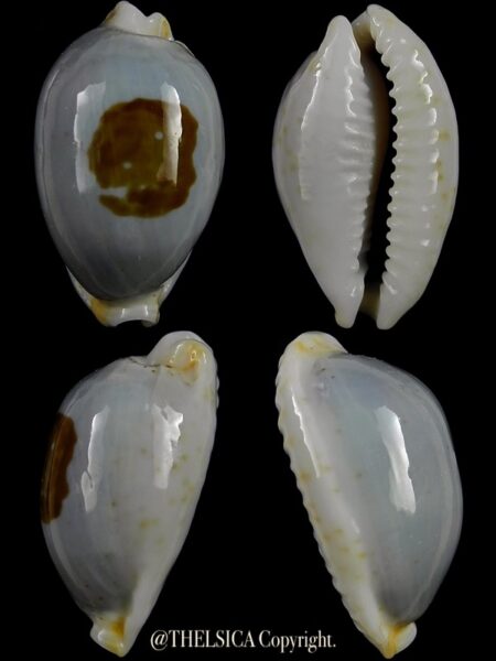 Bistolida brevidentata fluctuans 23,2 mm Gem-0