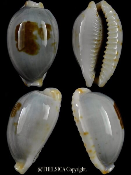 Bistolida brevidentata fluctuans 23,9 mm Gem-0