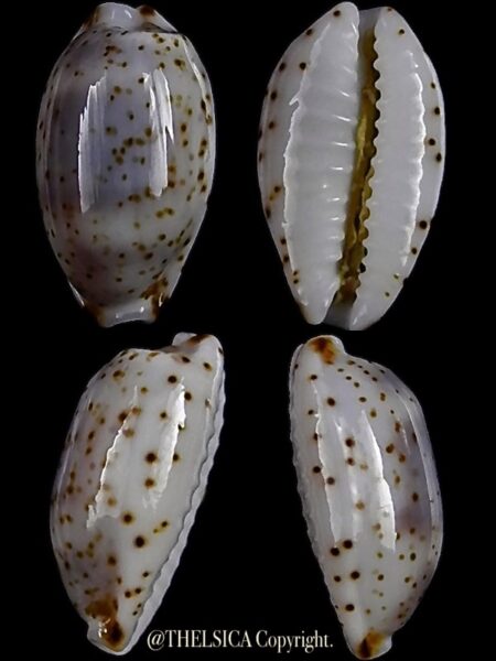 Bistolida nanostraca 13,1 mm Gem-0