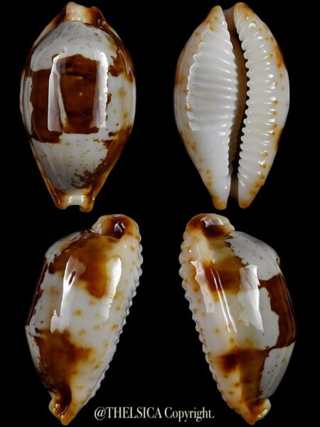 Bistolida stolida crossei 33,05 mm Gem-0