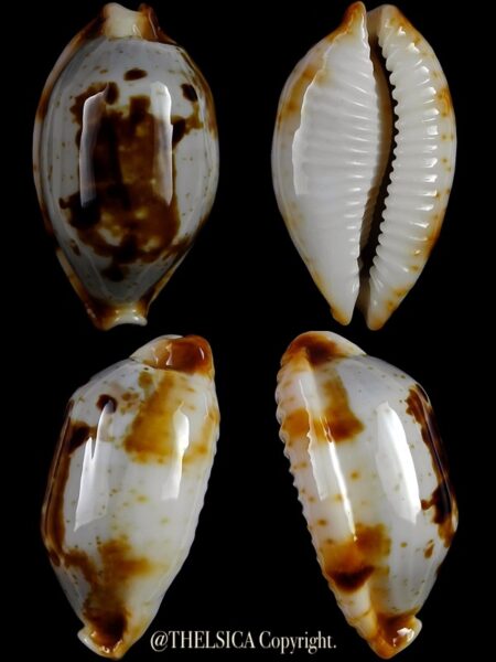 Bistolida stolida crossei 33,32 mm Gem-0