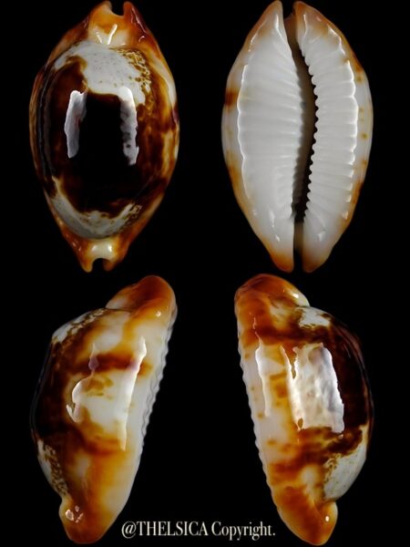 Bistolida stolida crossei N et R 36,2 mm Gem-0
