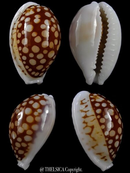 Cribrarula cribraria gravida 28,3 mm Gem-0