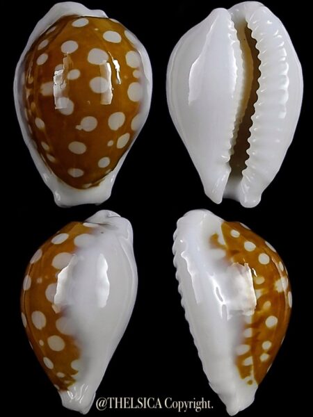 Cribrarula exmouthensis abrolhensis 20,6 mm Gem-0