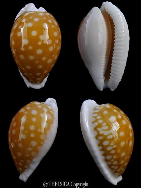 Cribrarula fallax Antonellae > 37,9 mm Gem-0