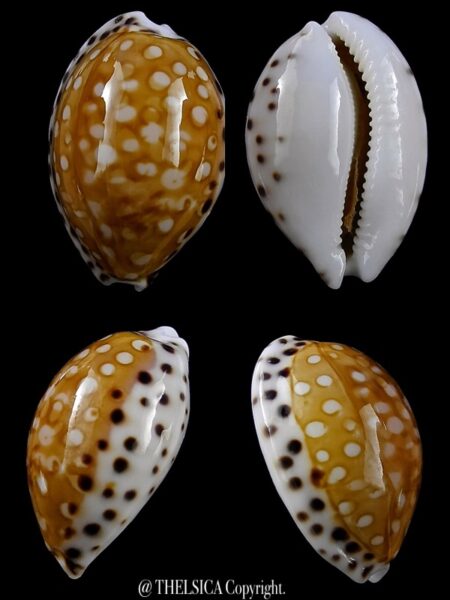 Cribrarula garciai 24 mm Gem-0