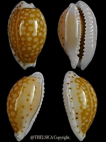 Cribrarula gaskoini fischeri 12,4 mm Gem-0