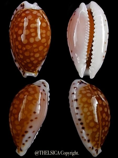 Cribrarula gaskoini fischeri 15,1 mm Gem-0