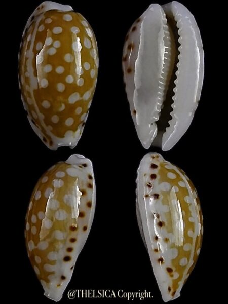 Cribrarula taitae 13,5 mm Gem-0