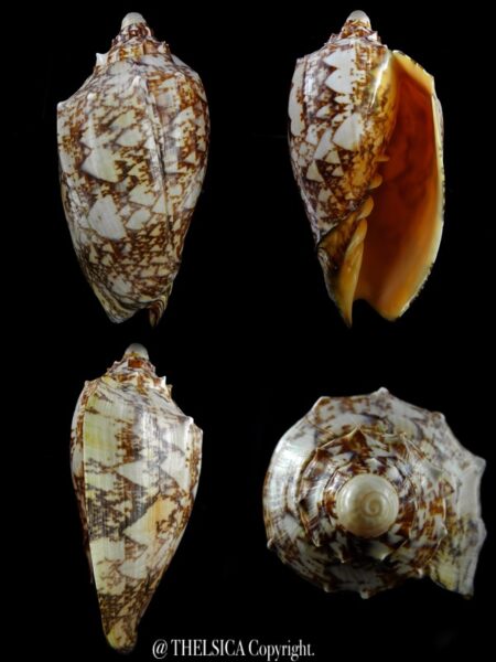 Cymbiola rossiniana 137,5 mm Gem-0