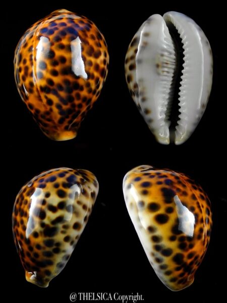 Cypraea tigris..RUSTY... 72,3 mm F+++/Gem-0
