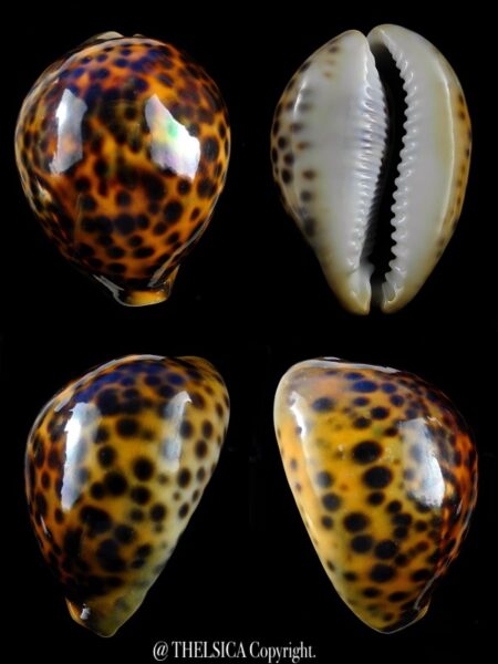 Cypraea tigris..RUSTY... 79,5 mm F+++/Gem-0