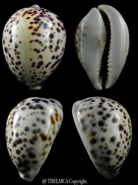 Cypraea tigris pardalis 101,2 mm Gem-0