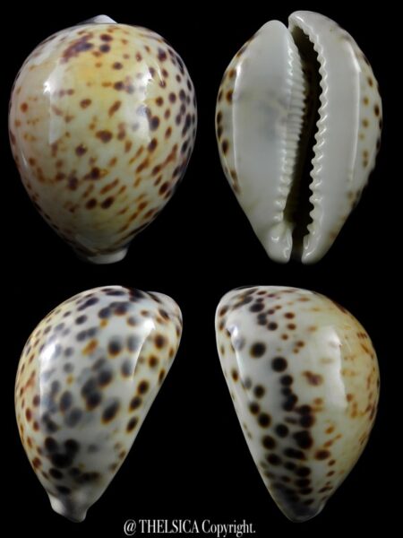 Cypraea tigris pardalis 92,9 mm Gem-0