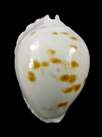 Zoila marginata orientalis 57,1 mm Gem (-)-25553