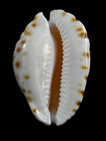 Zoila marginata orientalis 57,1 mm Gem (-)-25557