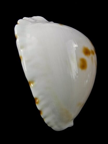 Zoila marginata orientalis 57,1 mm Gem (-)-25555