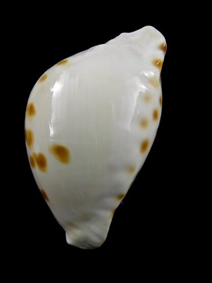 Zoila marginata orientalis 57,1 mm Gem (-)-25556