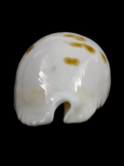 Zoila marginata orientalis 57,1 mm Gem (-)-25558