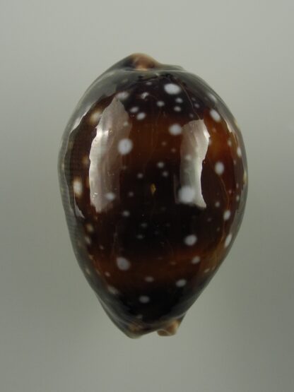 Lyncina vitellus orcina 49 mm Gem-25586