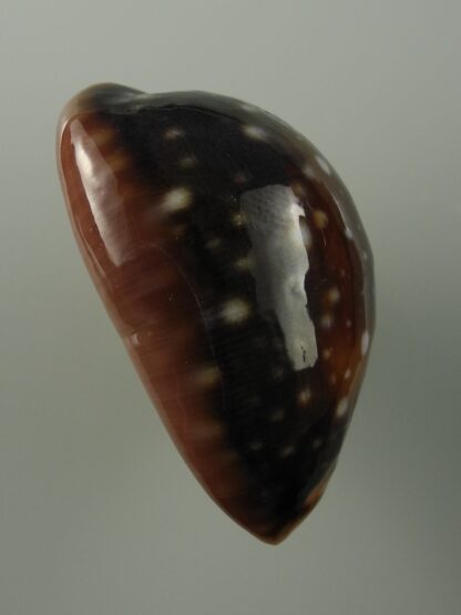 Lyncina vitellus orcina 49 mm Gem-25588