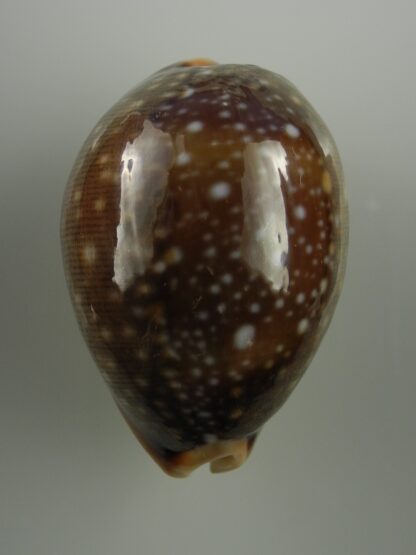 Lyncina vitellus vitellus... exceptional ... 58,2 mm Gem-25596